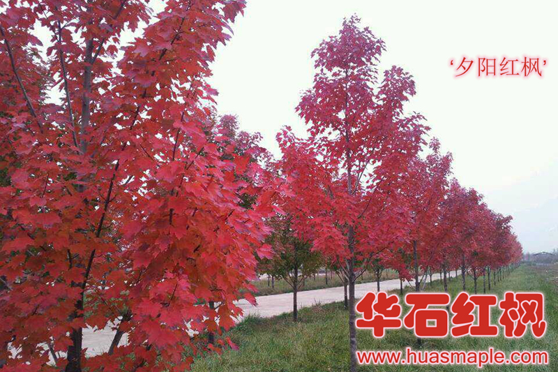 華石美國(guó)紅楓夕陽(yáng)紅