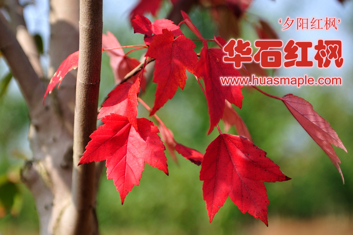 華石美國(guó)紅楓夕陽(yáng)紅