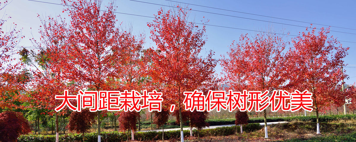 美國紅楓大間距栽培確保樹形優(yōu)美