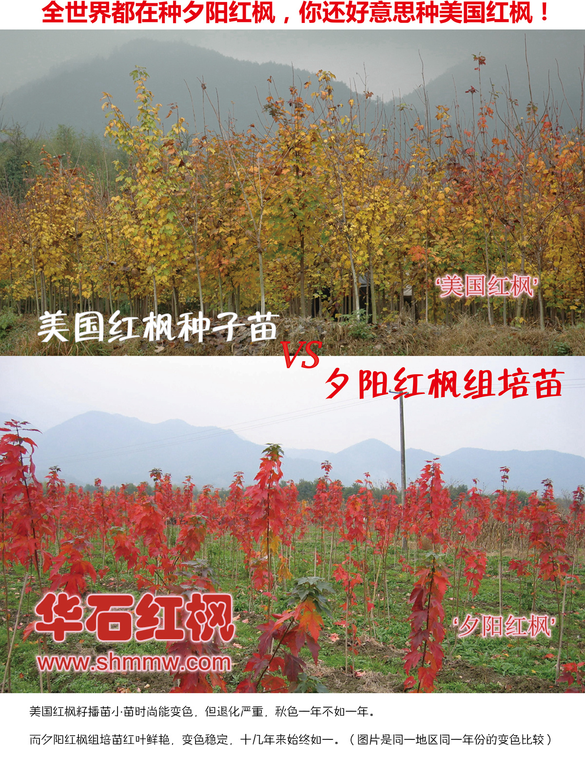 全世界都在種夕陽(yáng)紅楓，你還好意思種美國(guó)紅楓！