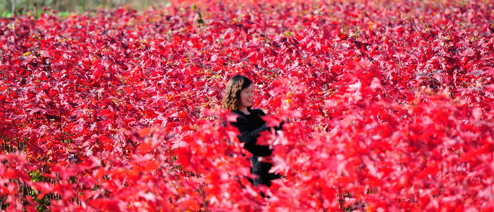 華石美國(guó)紅楓