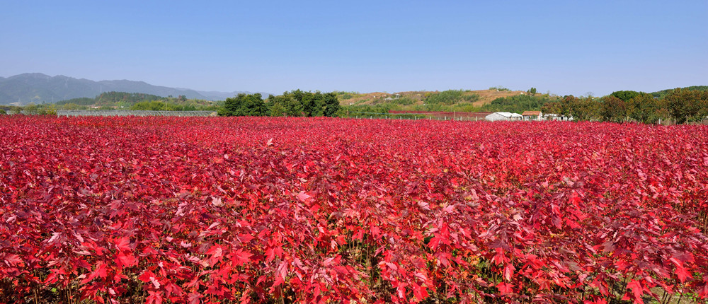 華石美國(guó)紅楓